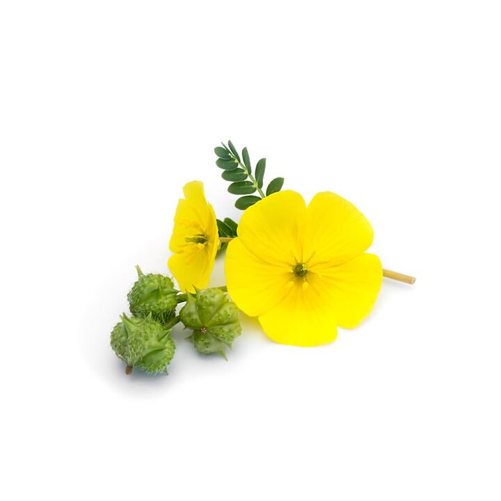 Το Tribulus σέρνεται στο Feronex